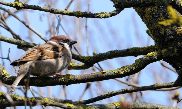 Quelles sont les meilleures destinations pour observer les oiseaux migrateurs en Afrique?
