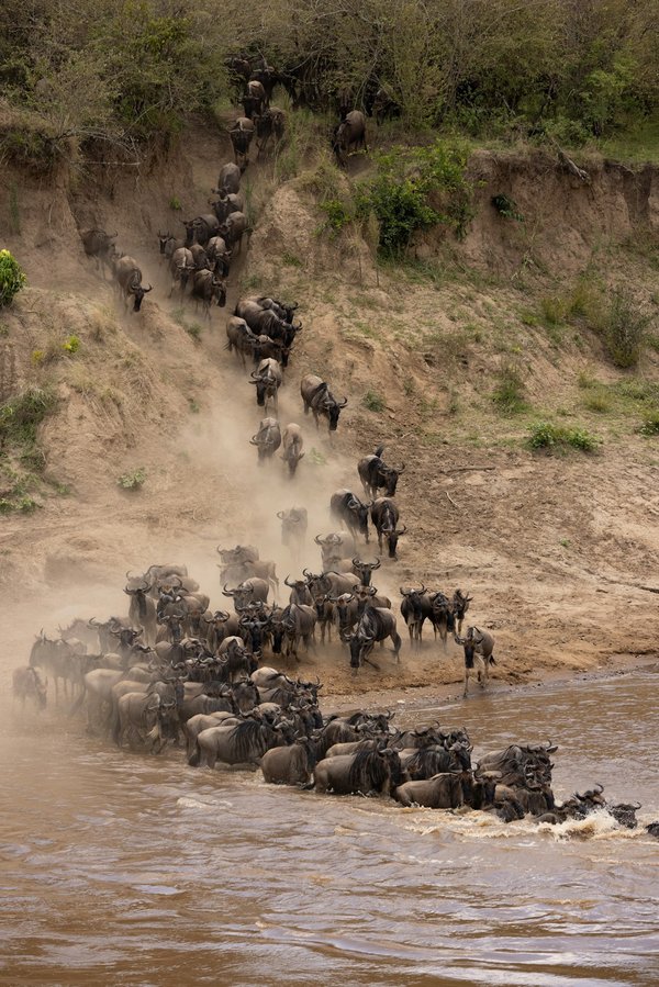Quels sont les meilleurs moments et lieux pour observer les migrations de baleines bleues en Californie?